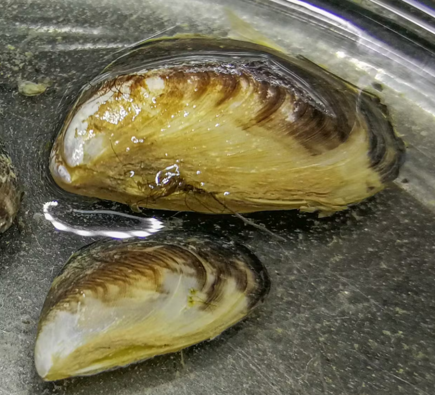 Quagga-Muscheln aus dem Bielersee. Grösse der Muscheln: 5 - 20 mm (GBL 2020)